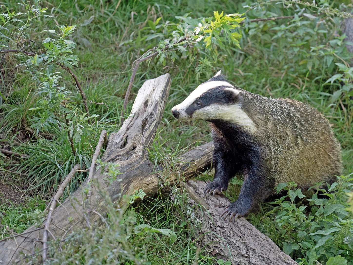 Badgers protected by law and must be considered 