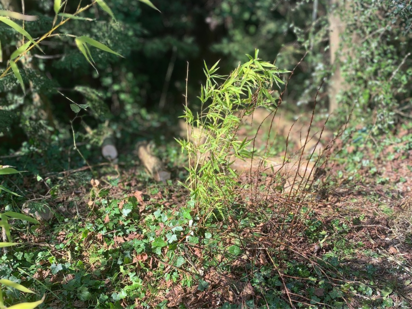 Bamboo 