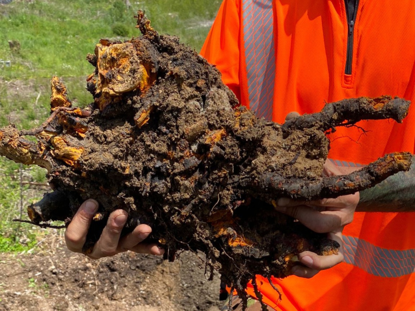 Dense knotweed removed from site