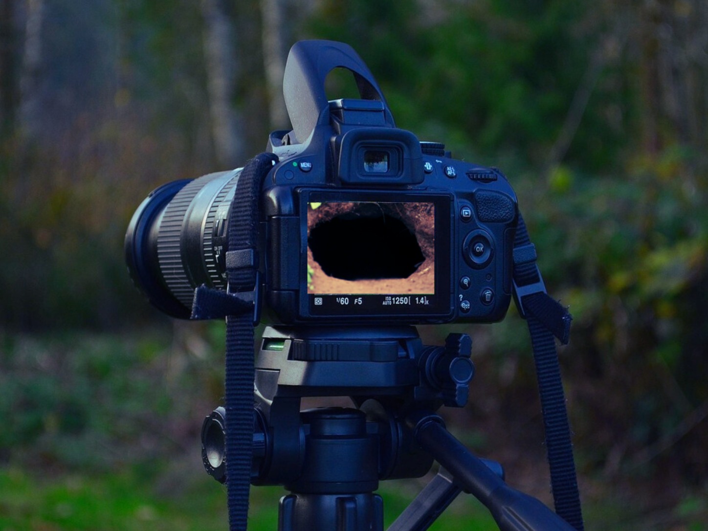 Wildlife camera