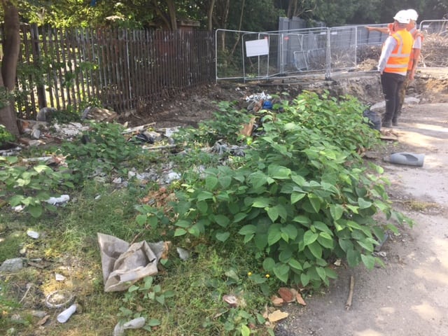 Japanese knotweed on commercial building site in London