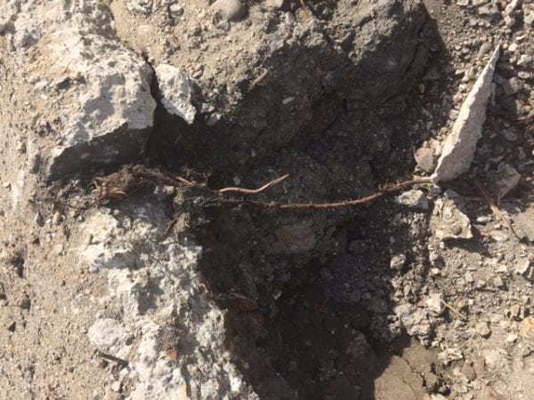 Japanese knotweed roots growing under concrete foundations