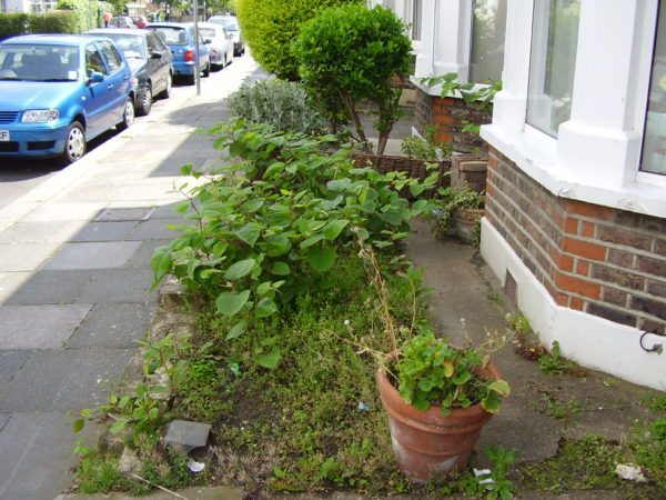 Japanese knotweed growing in London property