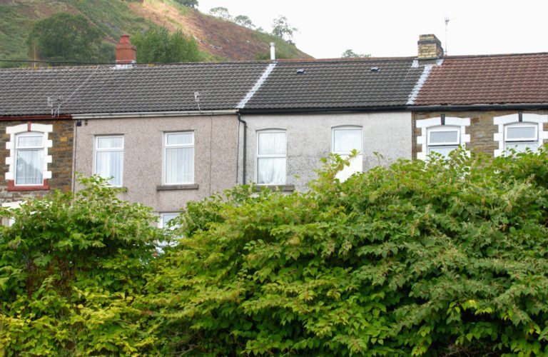 Japanese knotweed growing in residential gardens