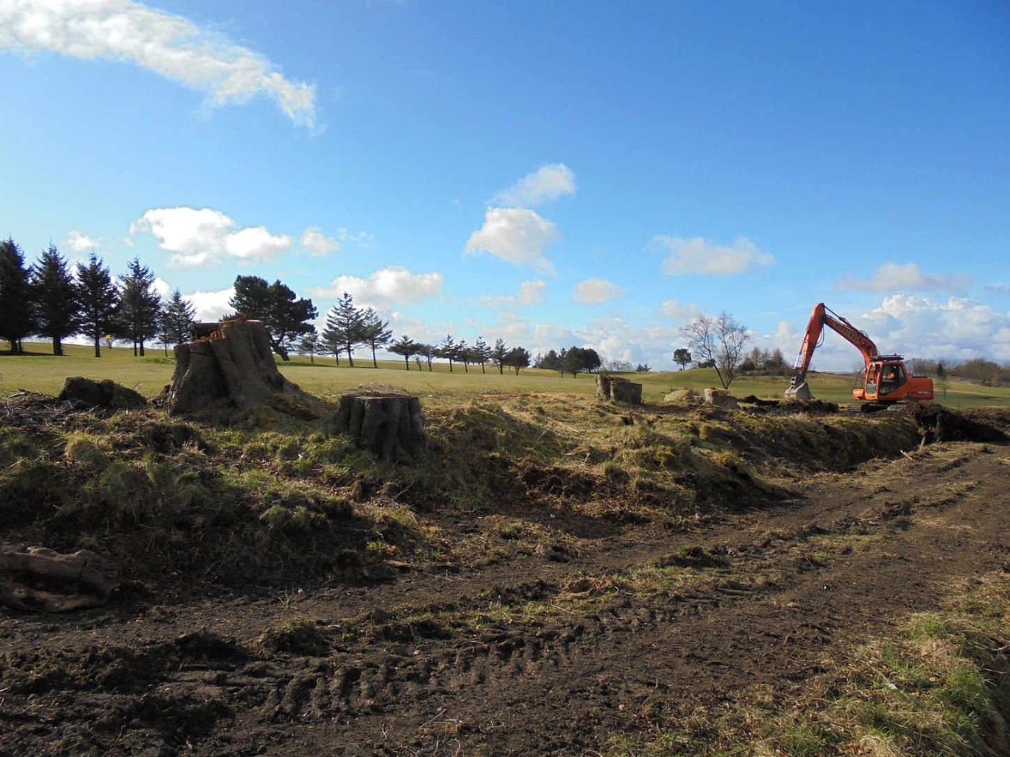 Tree felling and stump removal