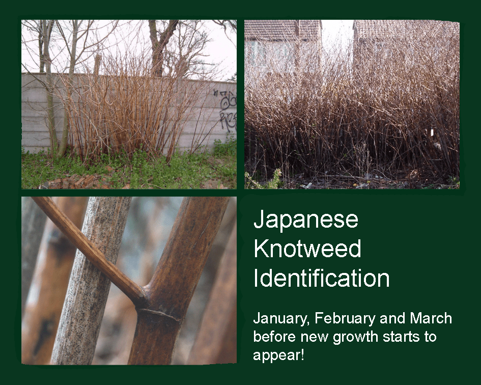 Japanese Knotweed Identification in Spring