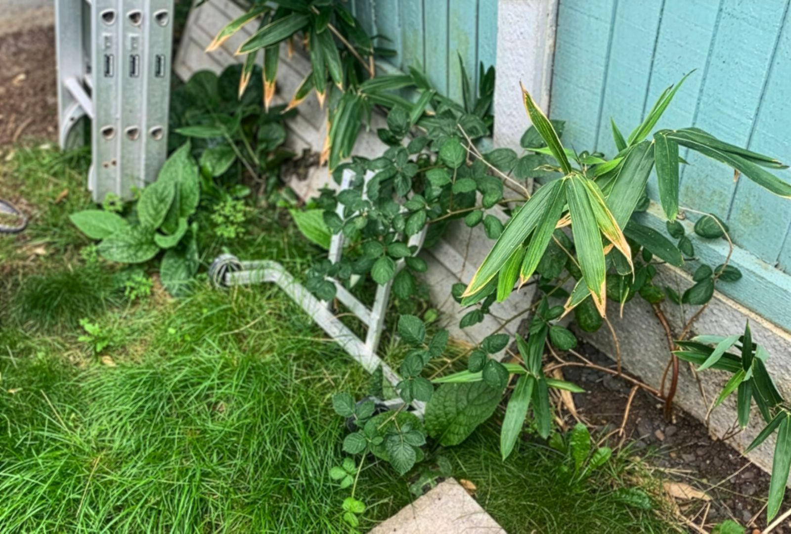 Bamboo growth under fence from neighbours garden