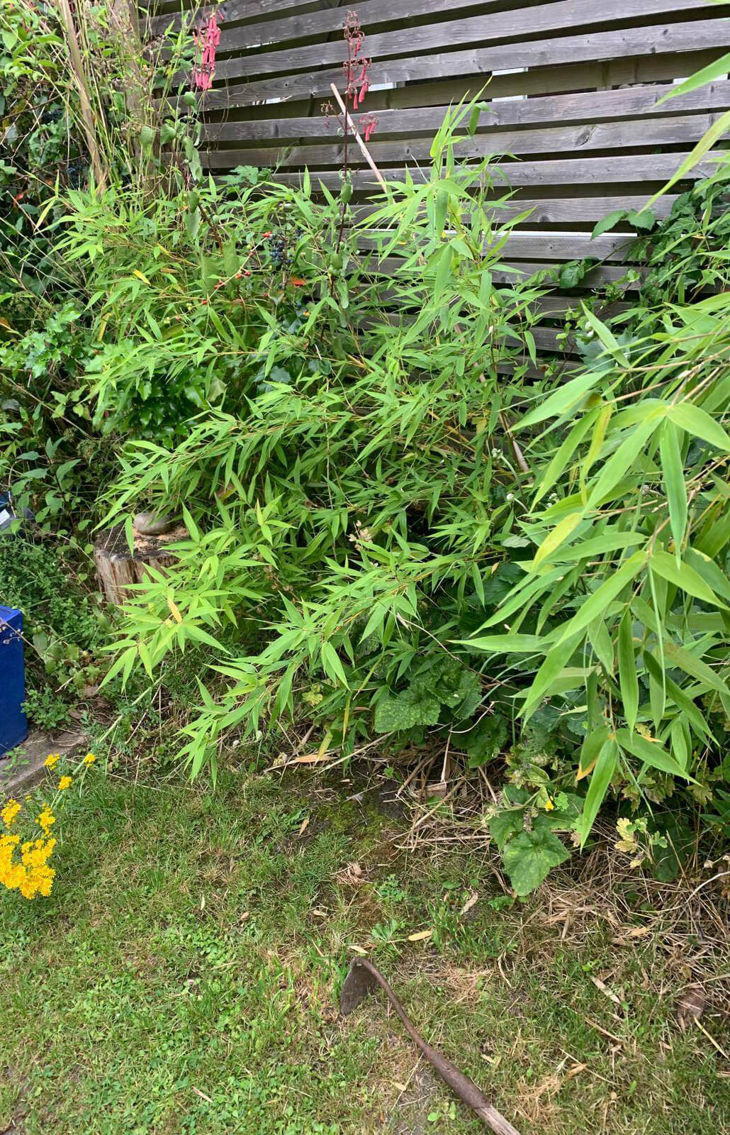 Bamboo growth from neighbours garden