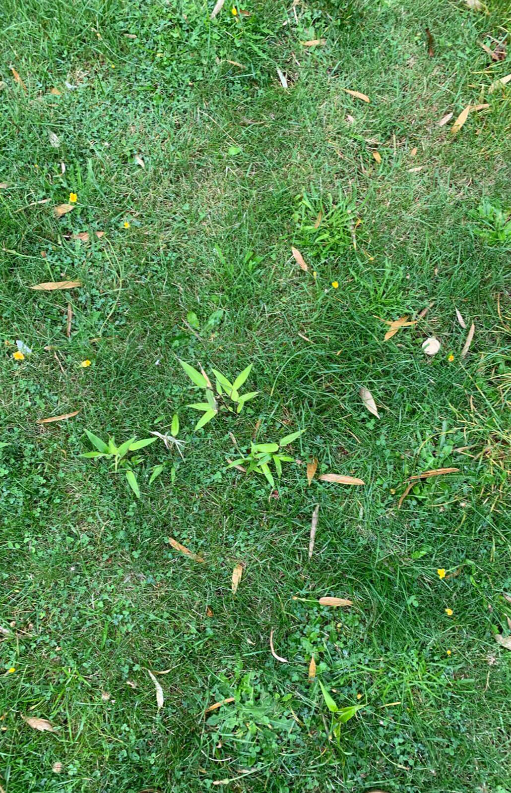 Bamboo in residential lawn