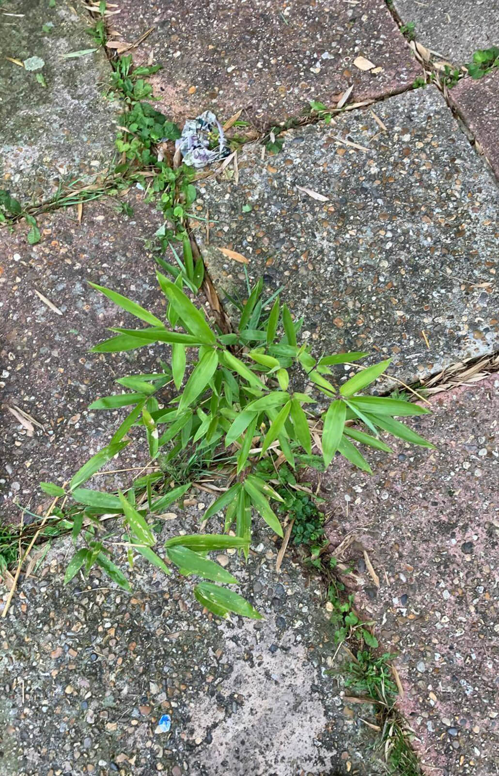 Bamboo growing through patio