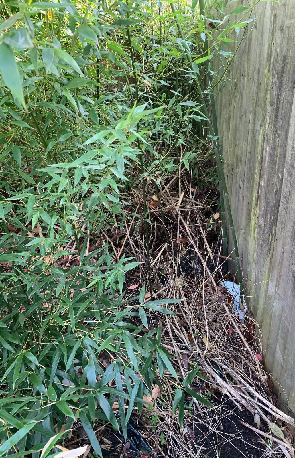 Bamboo growing through boundary fence