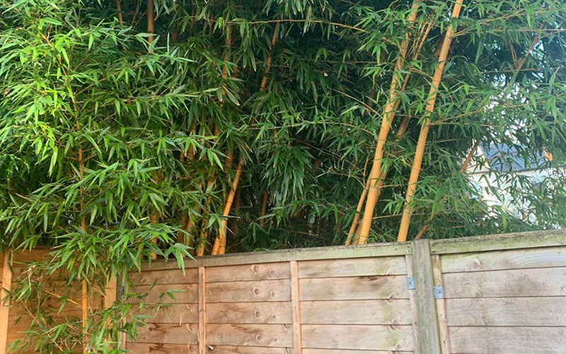 extensive bamboo growth from neighbours' garden 
