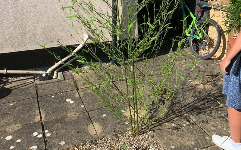 bamboo damaging patio