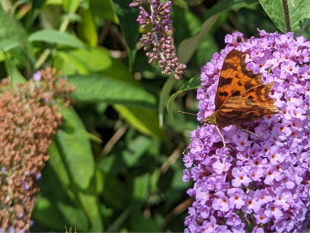 Beauty and the beast - butterfly bush