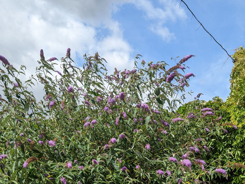 Butterfly bush also known as Buddleia, Buddleja