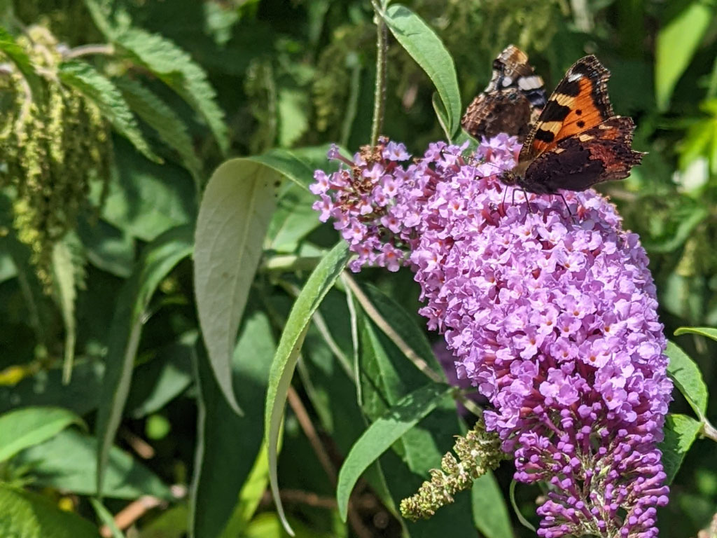 Butterfly on buddleia