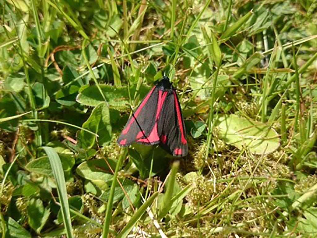 Cinnabar moth caterpillars are partial to ragwort!