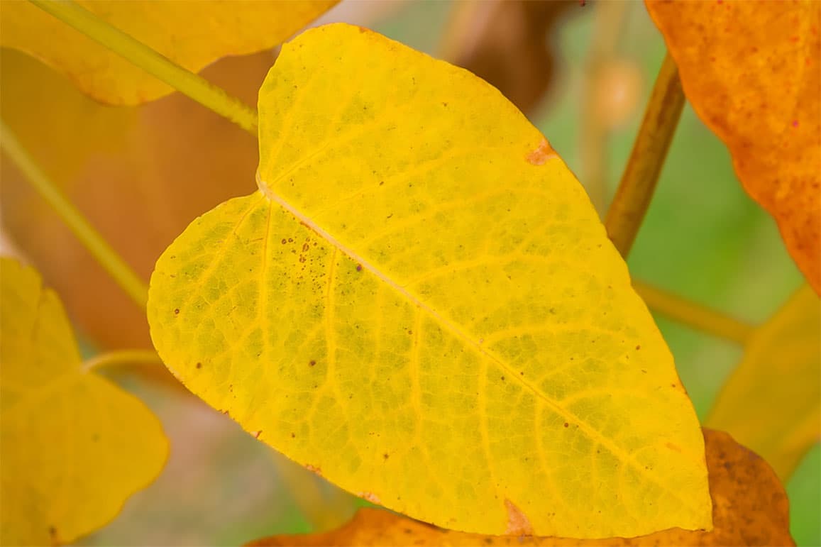 Eventually the leaves turn a lemony yellow colour all over.