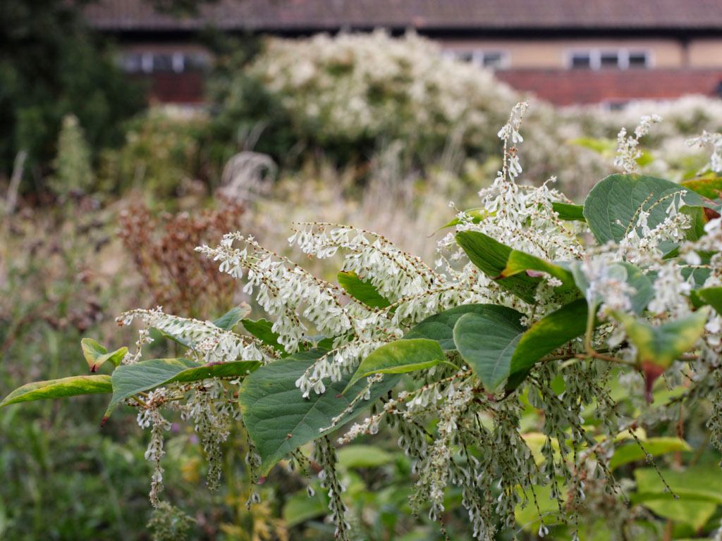 Summer blossom of Japanese knotweed