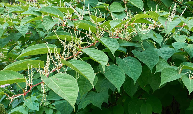 Flowering Japanese knotweed