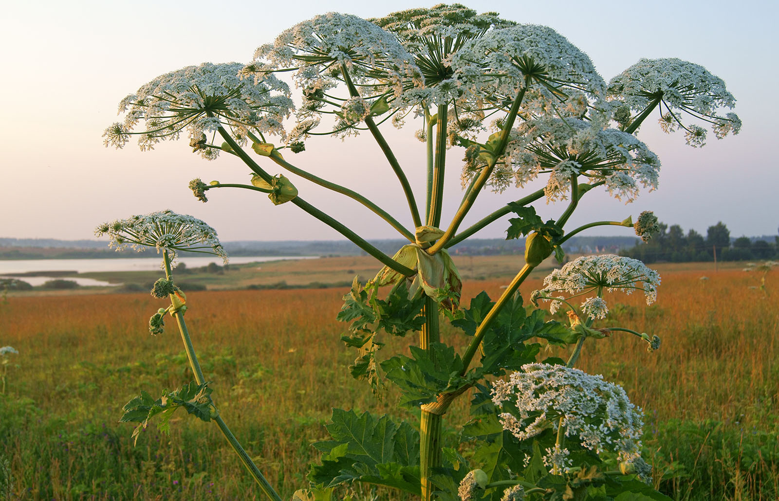 Giant hogweed flowers look very different to giant knotweed