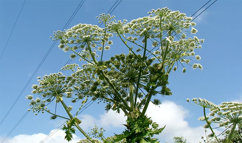 Giant hogweed flower heads