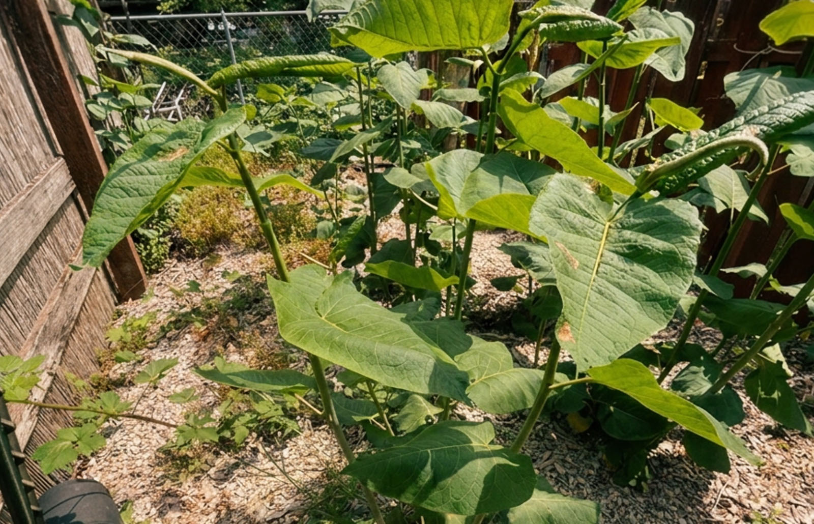 Giant knotweed growing in residential garden