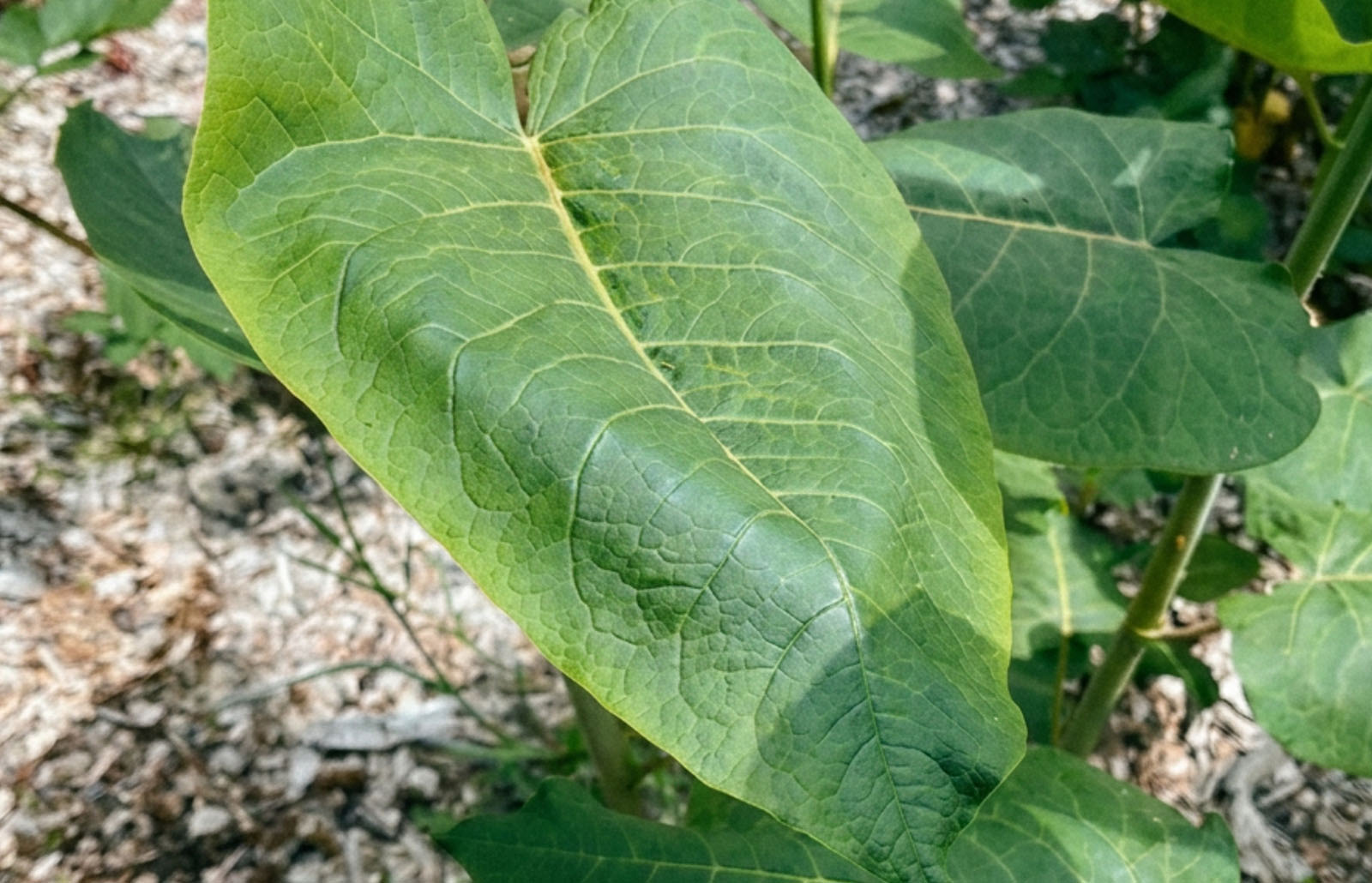 Giant knotweed leaves are larger and longer than Japanese knotweed leaves 