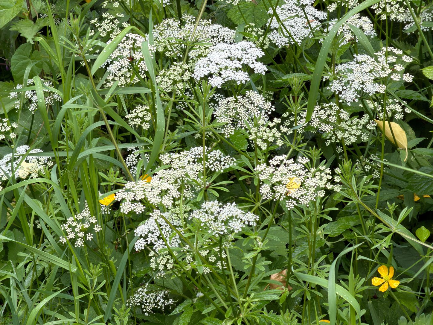 Ground Elder Flowers
