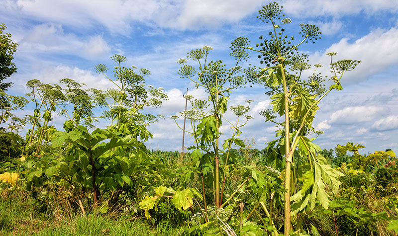 giant hogweed (heracleum mantegazzianum) growing in the countryside