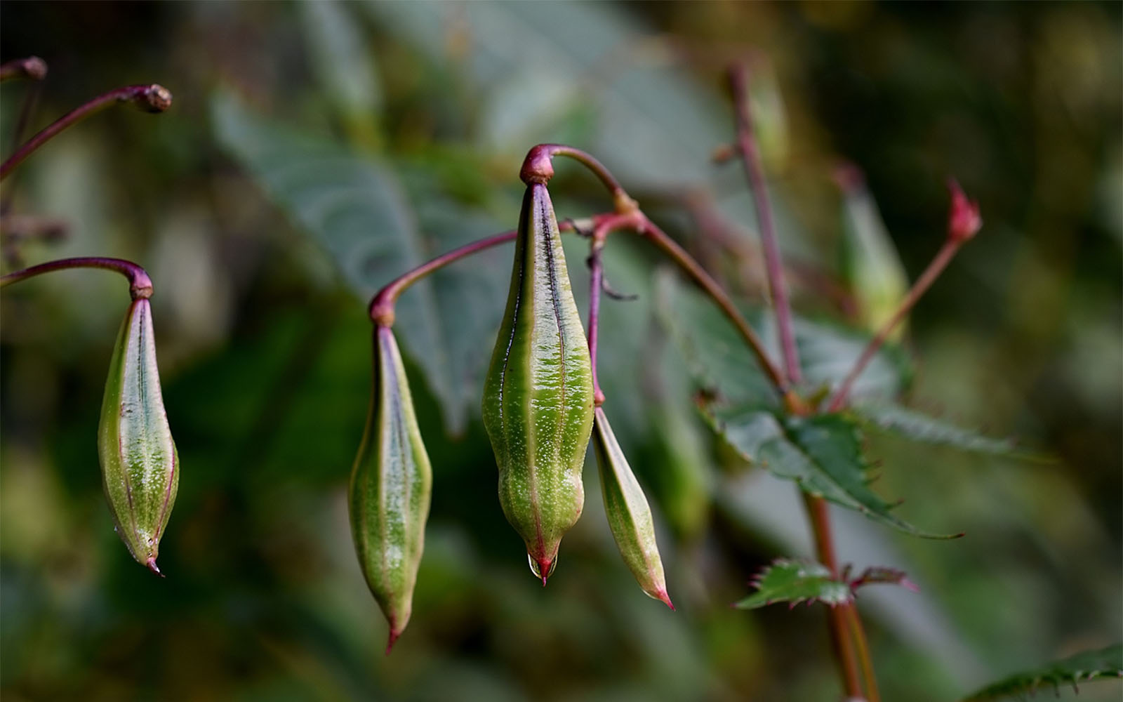 Himalayan balsam seed pods