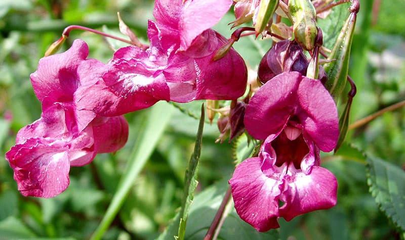 Himalayan balsam flowers