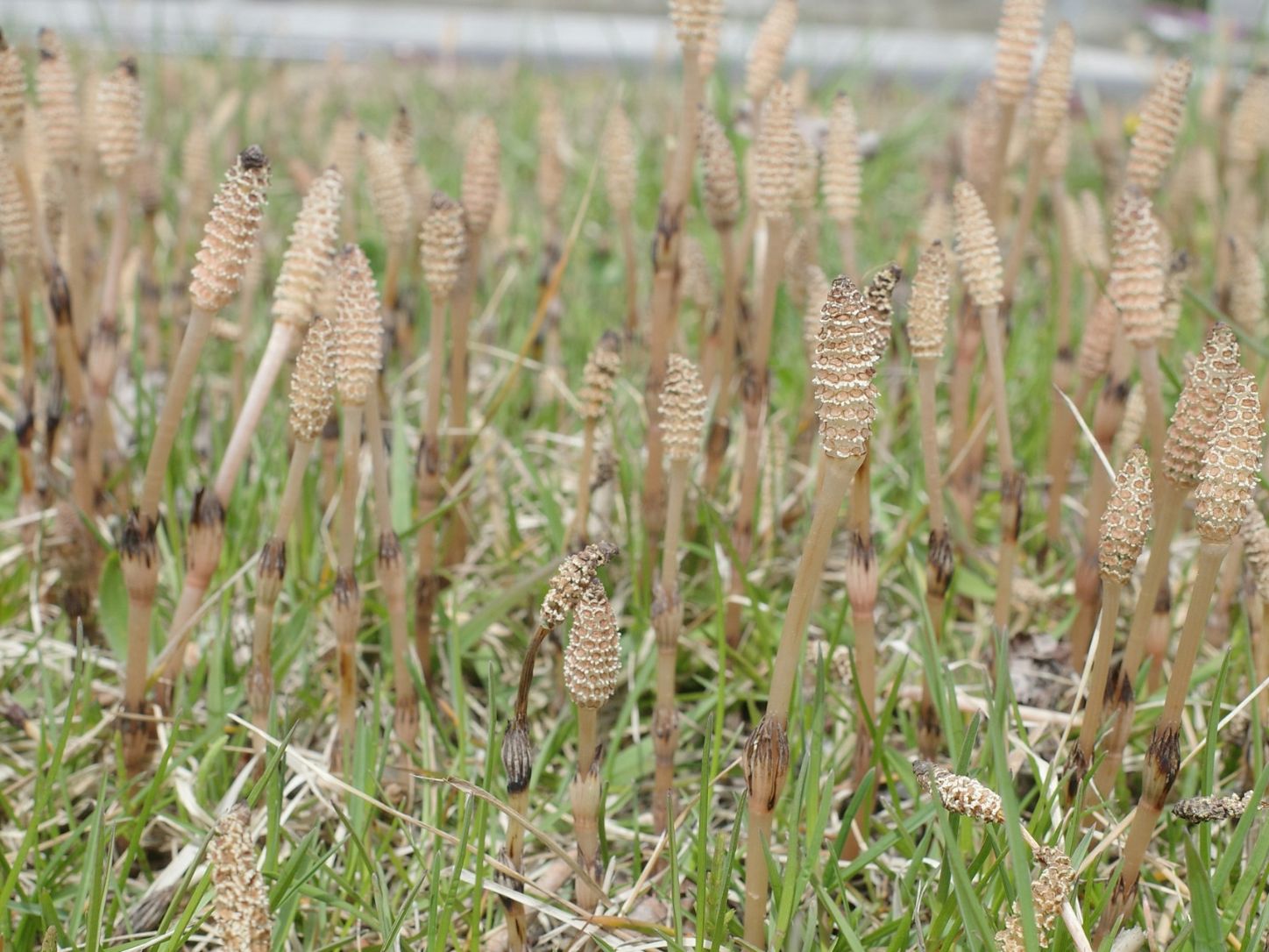 horsetail growing through tarmac