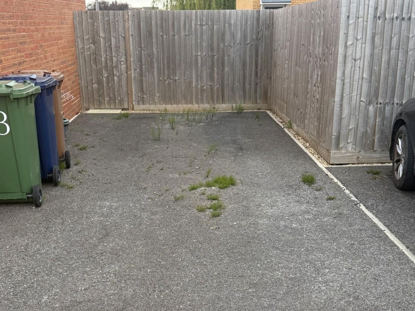 horsetail growing through tarmac