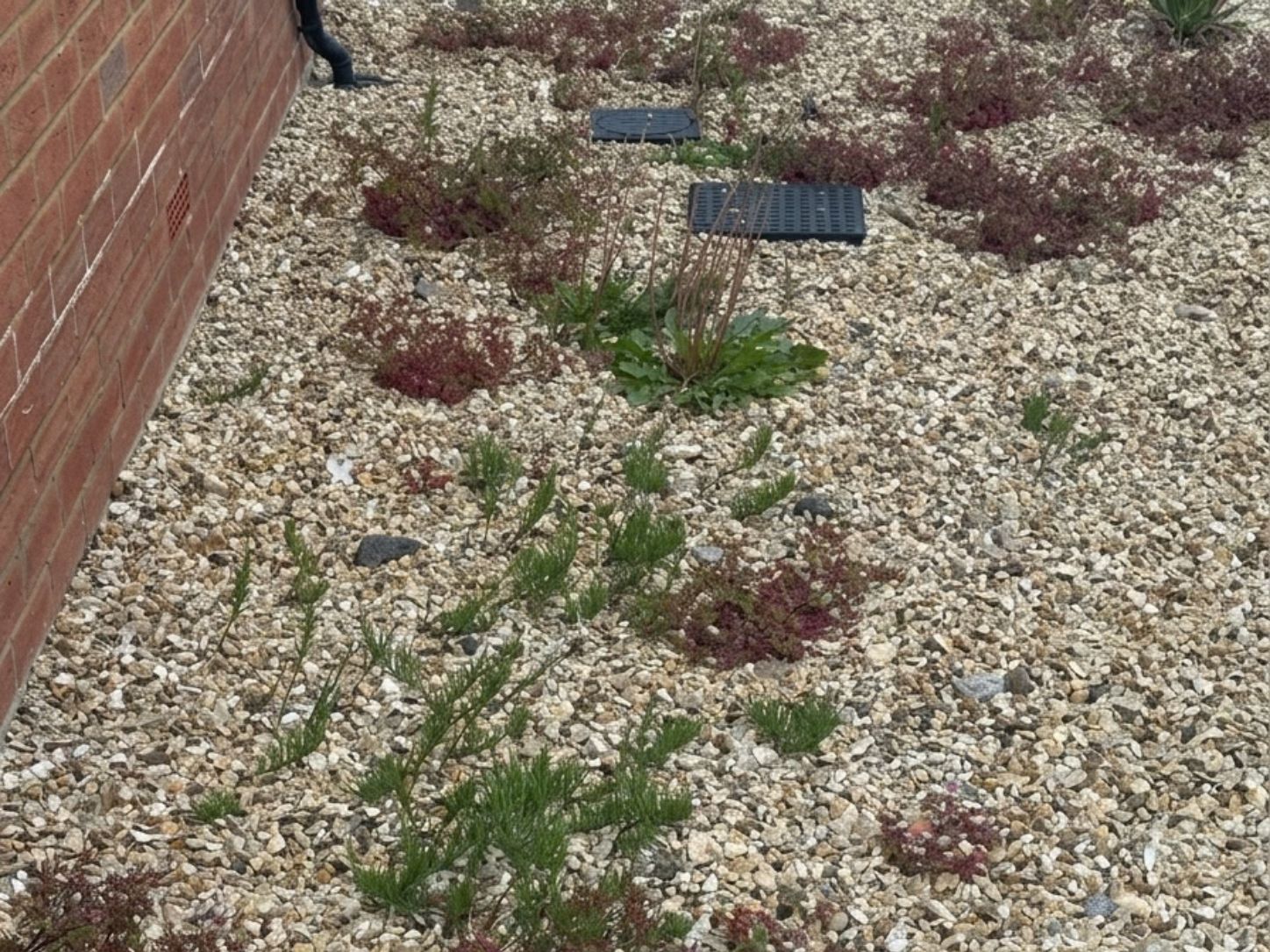 horsetail growing through tarmac