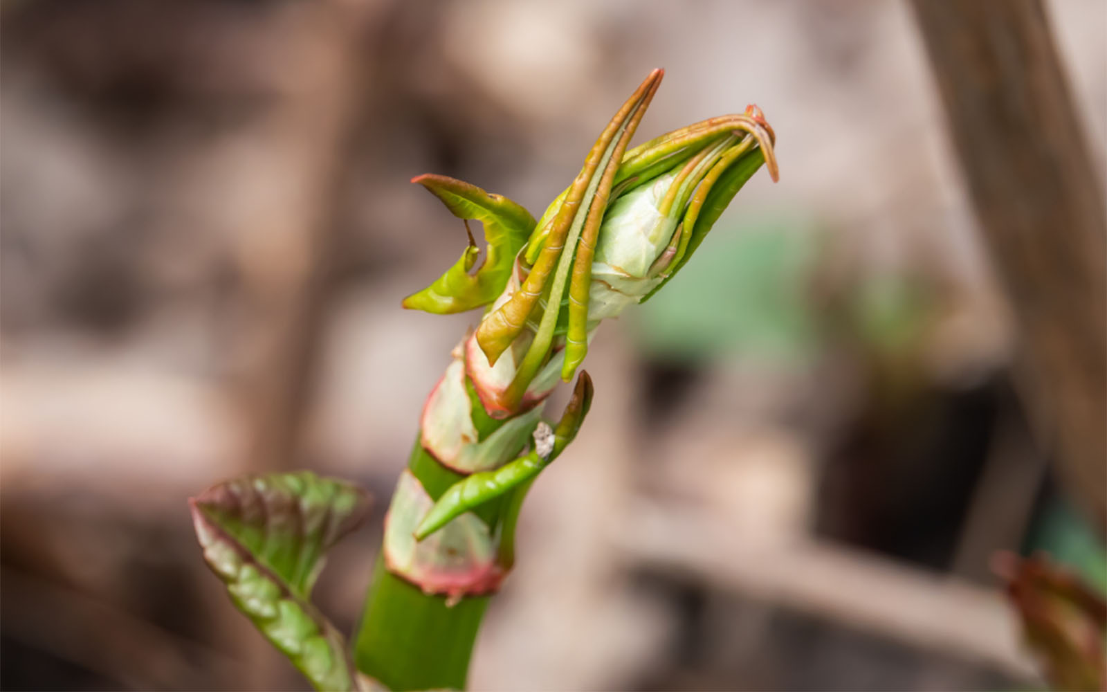 asparagus-like appearance of Japanese knotweed in spring