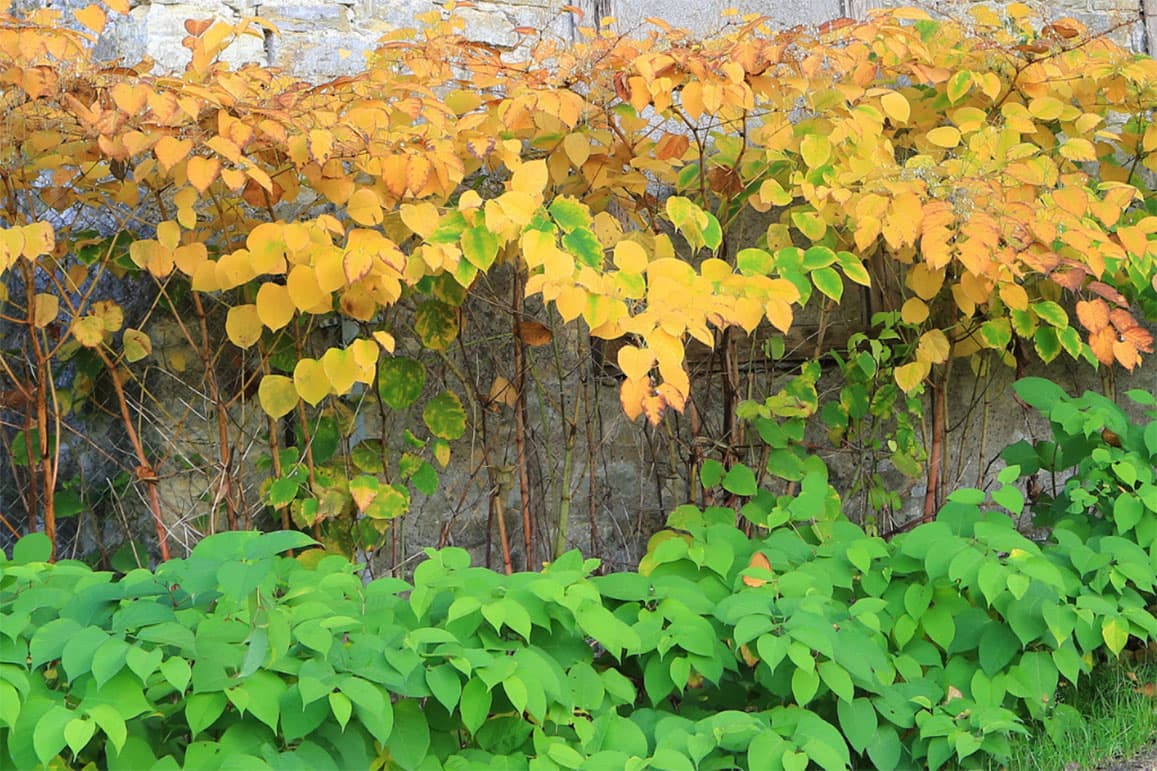 Japanese knotweed leaves at the beginning of autumn