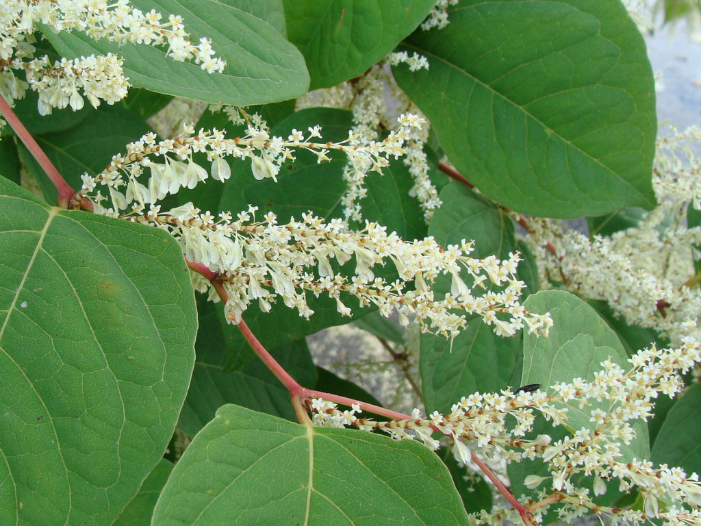 Japanese knotweed blossom