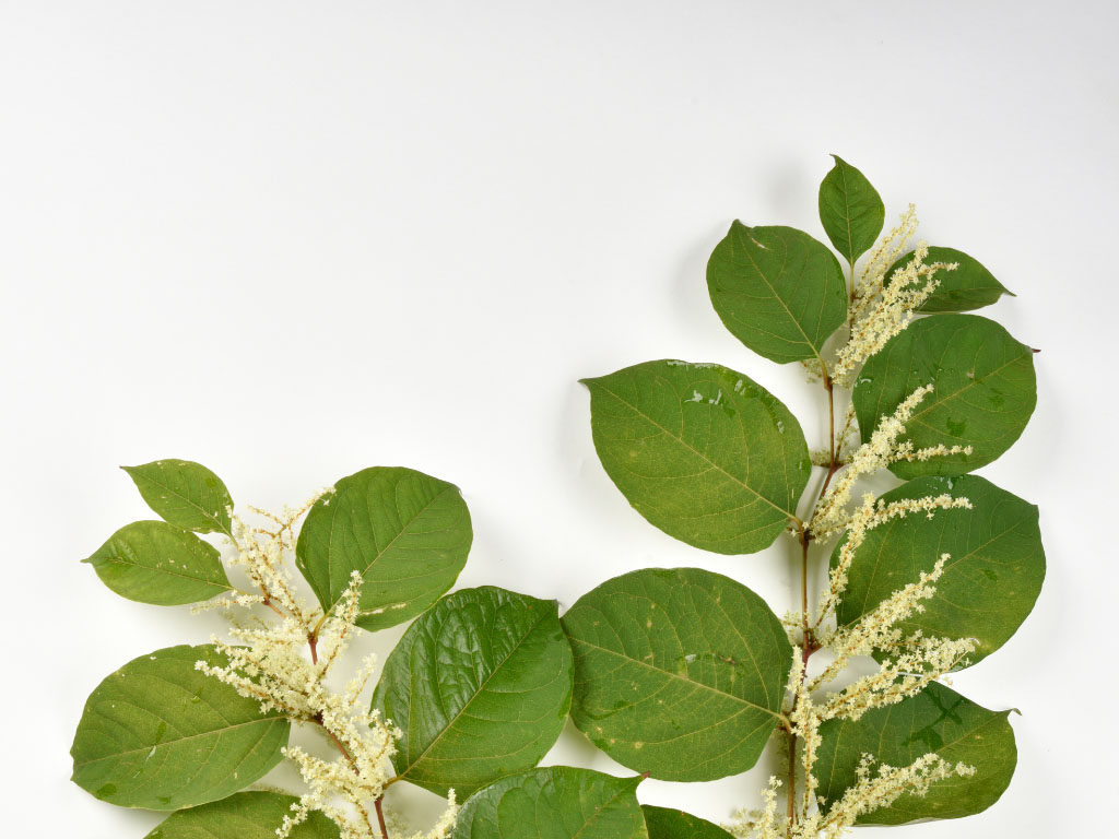 Creamy white flowers of Japanese knotweed