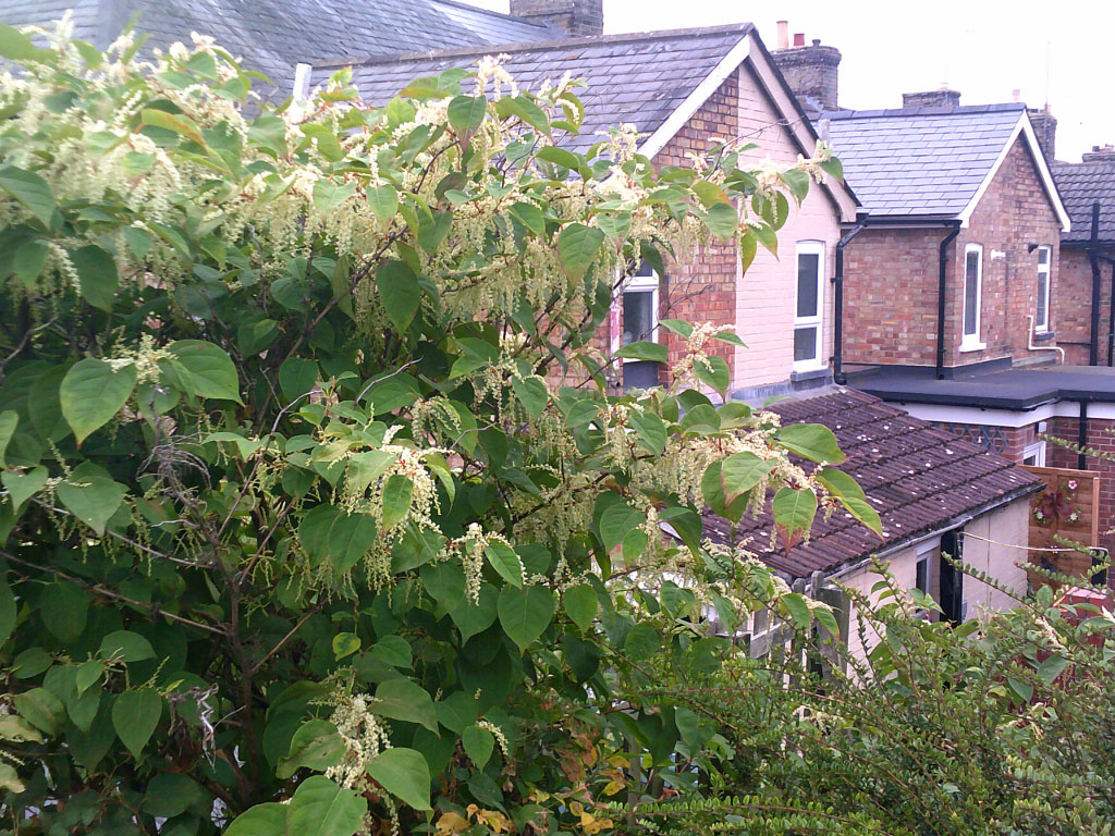 Japanese knotweed summer flowers