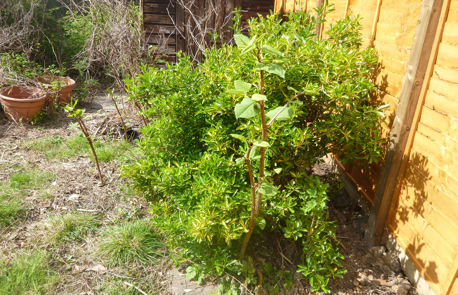 Japanese knotweed growth in residential garden
