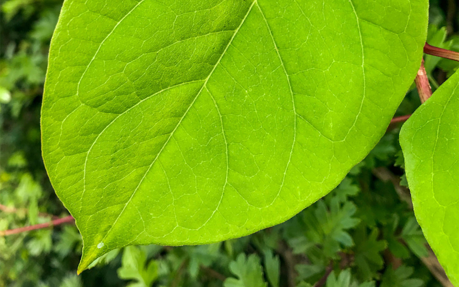 Close-up of summer Japanese knotweed leaf