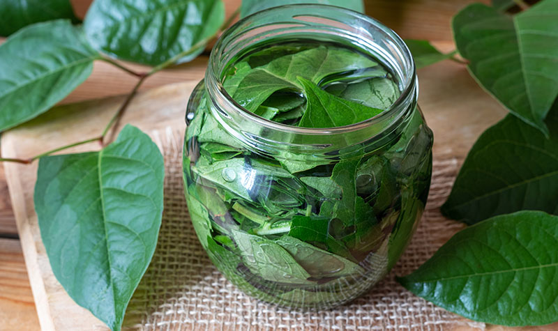 jar of Japanese knotweed leaves