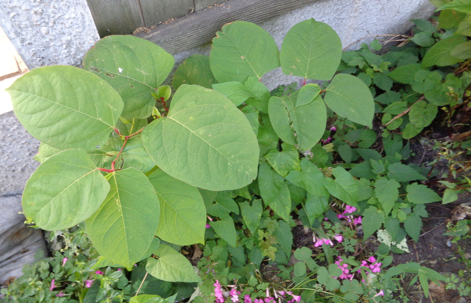 Japanese knotweed close-up on leaves