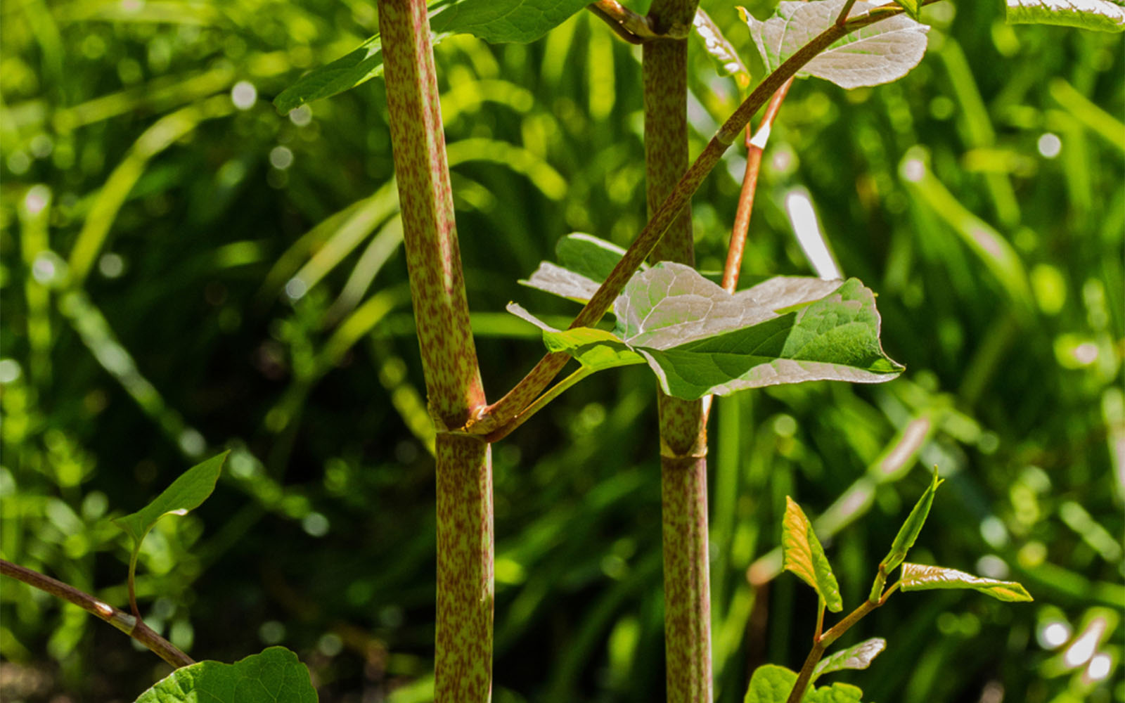 Detail of the speckled canes (stems) of Japanese knotweed in early summer