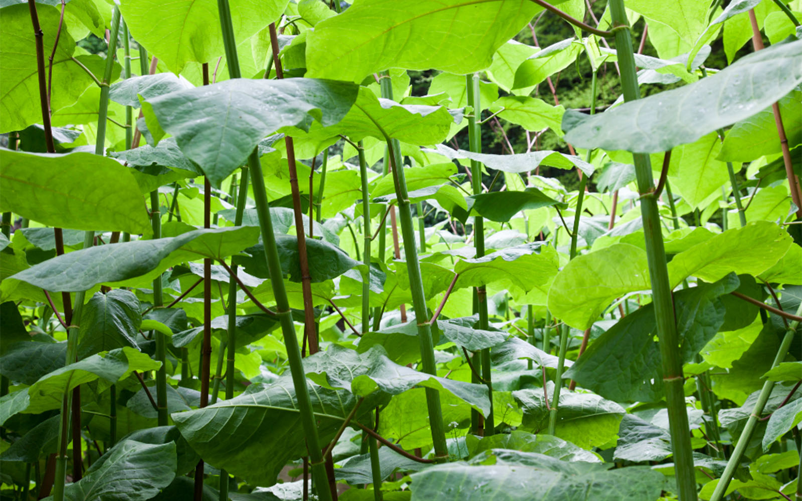 Rapid growth as the sun warms the land