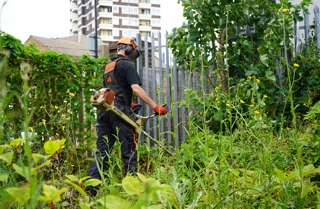 japanese knotweed removal methods