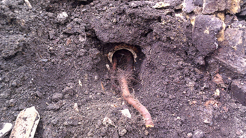 Japanese knotweed rhizome growing through drain pipe