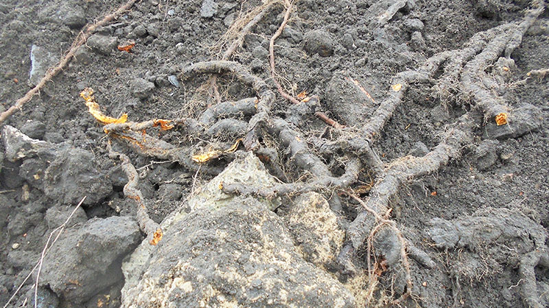 large Japanese knotweed rhizome removed from development site