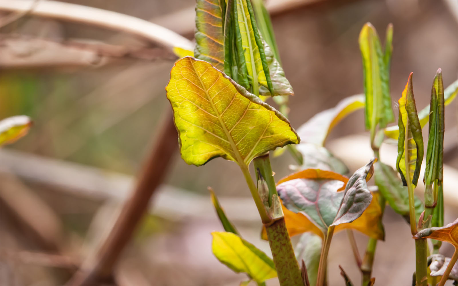 unfurling leaves of Japanese knotweed in late spring